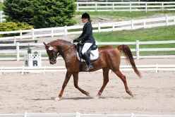 NixxTerrydressage2.jpg (7384 bytes)